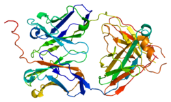 Ақуыз IGLL1 PDB 2h32.png