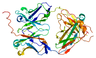IGLL1 protein-coding gene in the species Homo sapiens