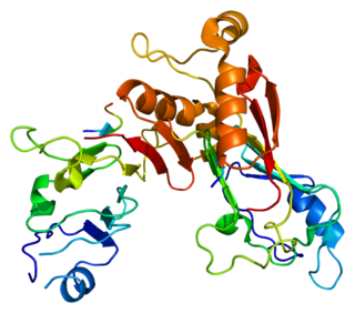 NUP98 protein-coding gene in the species Homo sapiens