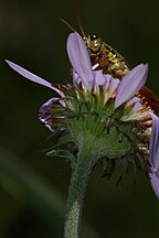 Prumnacris rainierensis