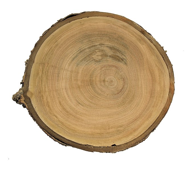 File:Prunus avium burlat coupe MHNT.jpg