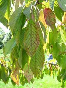 Prunus cerasus sick 03.jpg