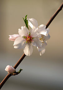 Fleur d'amandier (Prunus dulcis). Selon les variétés, cet arbre de la famille des Rosacées fleurit en février ou en mars dans l'hémisphère Nord, avant la feuillaison. (définition réelle 1 500 × 2 158)