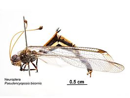 Pseudencyoposis bicornis