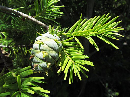 Pseudotsuga sinsensis var. sinensis