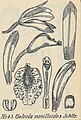 Pseudovanilla foliata Tafel 14 Nr. 43 in: Rudolf Schlechter: Orchidaceen von Deutsch Neu-Guinea - Figuren-Atlas (1923-1928) (Detail)