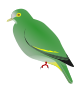 Ptilinopus arcanus.svg