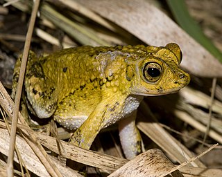 Puerto Rican crested toad Species of Amphibia