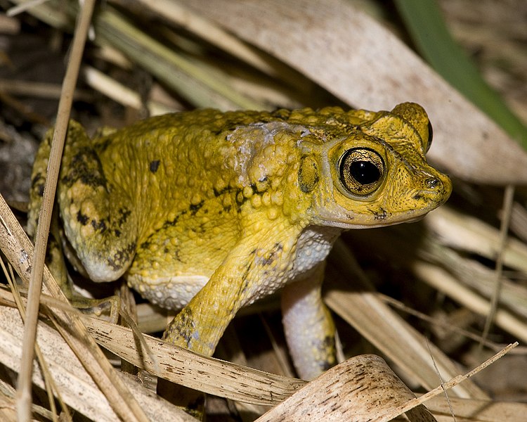 File:Puerto Rican crested toad.jpg