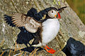 Deniz papağanı, Norveç'in kuş adası Runde