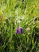 Pulsatilla vulgaris