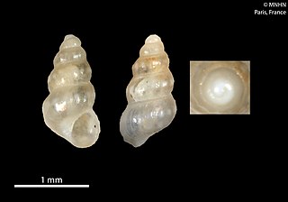 <i>Haurakia sufflava</i> Species of gastropod