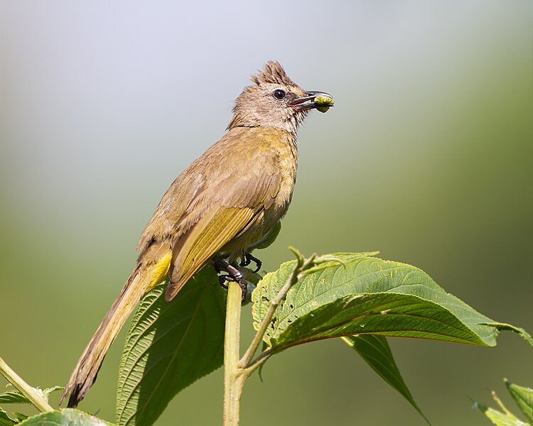 File:Pycnonotus flavescens - Kaeng Krachan.jpg
