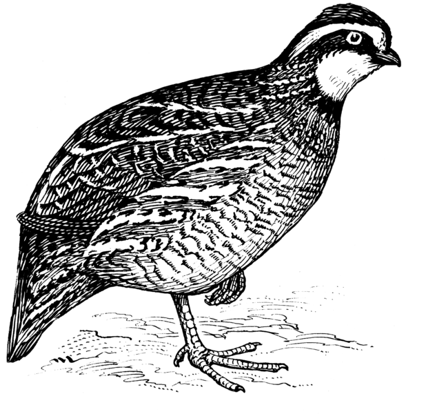 File:Quail 1 (PSF).png