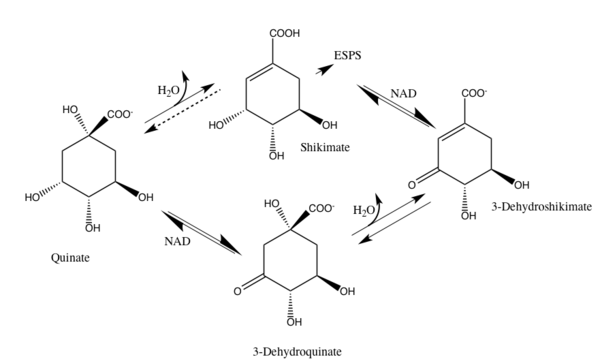 One of the reactions that leads to the degradation of Quinate through the enzyme DHQD