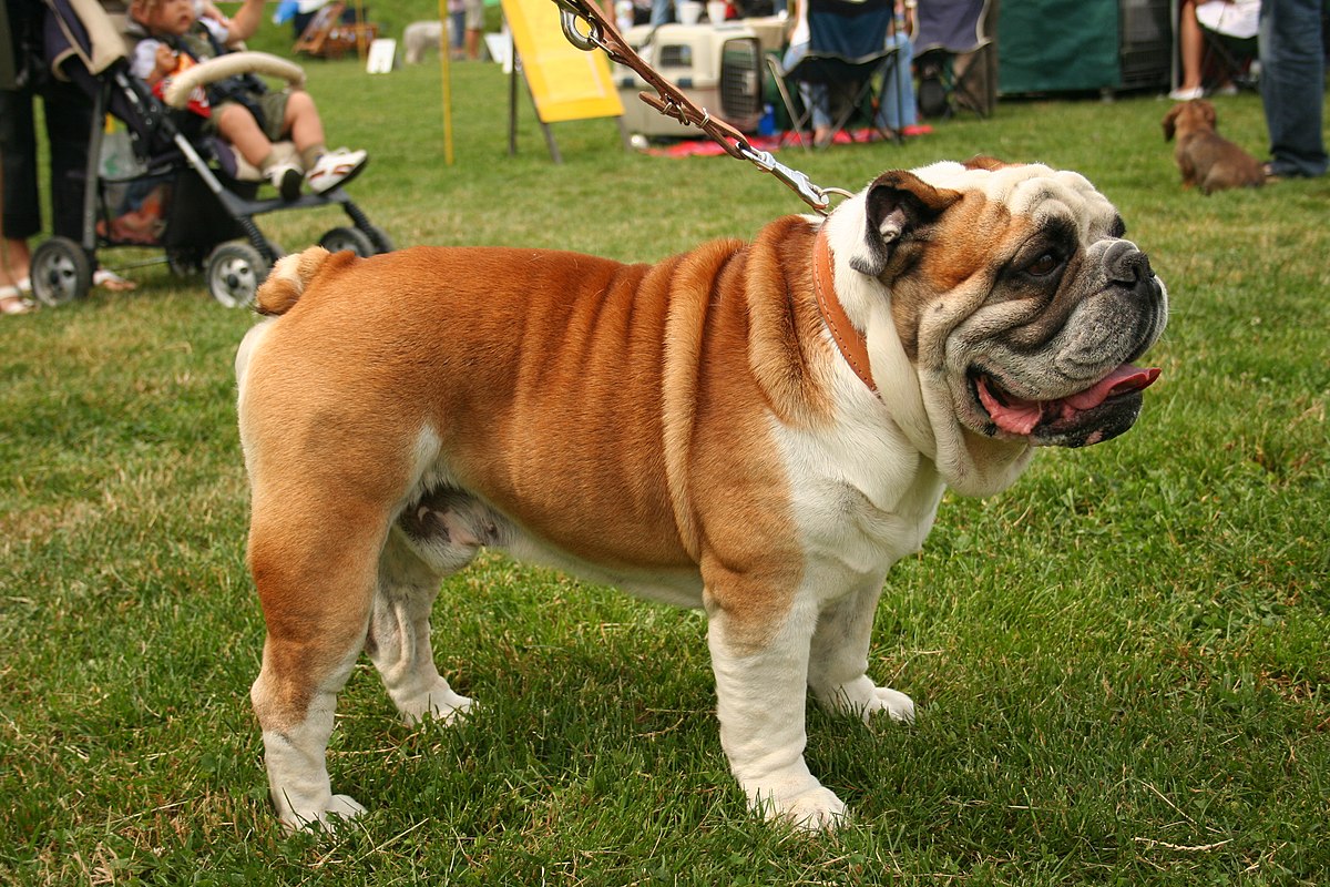 Bulldogge – Wikipedia