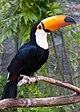 Ramphastos toco -Birdworld, Farnham, Surrey, England-8a.jpg