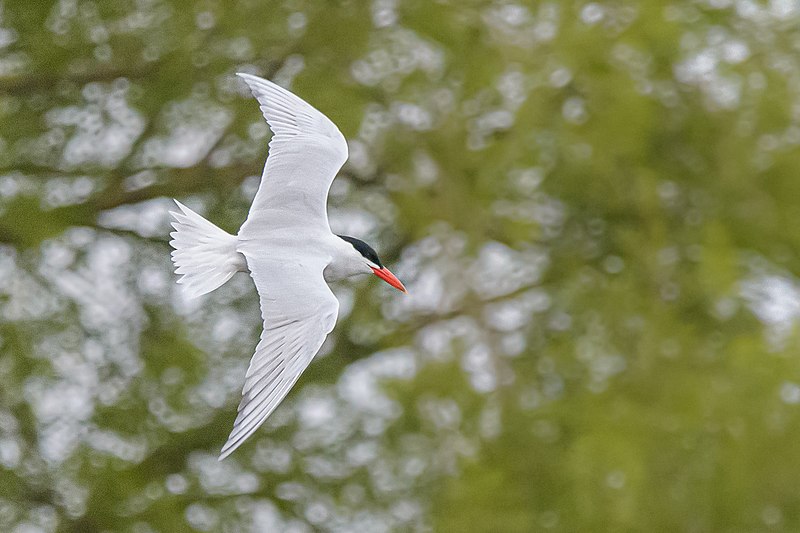 File:Raubseeschwalbe (Hydroprogne caspia) im NSG "Unterer Neckar, Altneckar Heidelberg-Wieblingen" 03.jpg