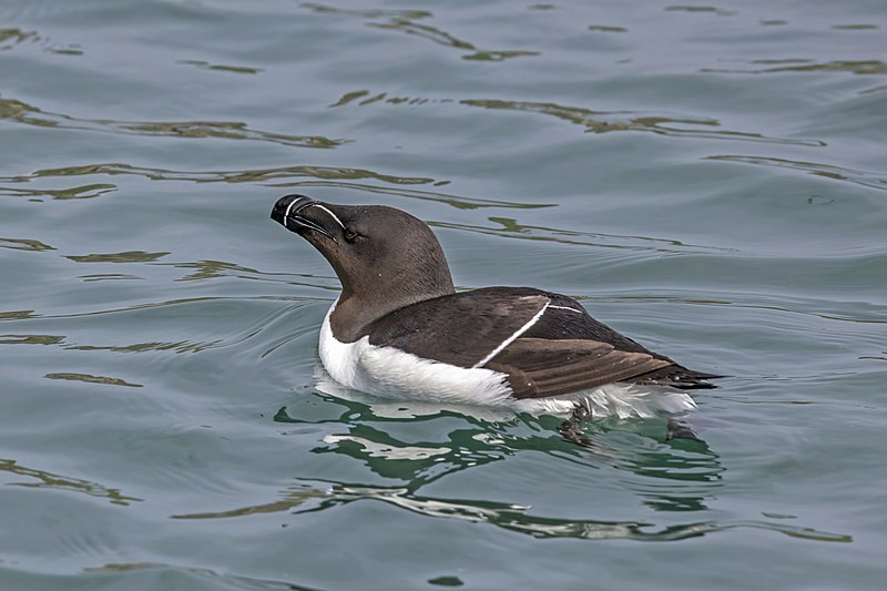 File:Razorbill (Alca torda) on water.jpg