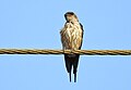 Red rumped swallow (Scientific name- Cecropis daurica).jpg