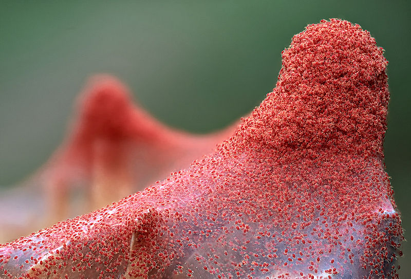 File:Red spider mite (Tetranychus urticae).jpg