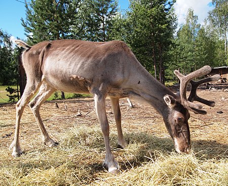 Tập_tin:Reindeer_in_Ysitien_Lemmikki.jpg