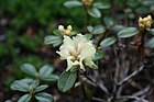 Rhododendron anthopogon subsp. hypenanthum 'Annapurna'.JPG