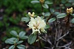Thumbnail for Rhododendron anthopogon