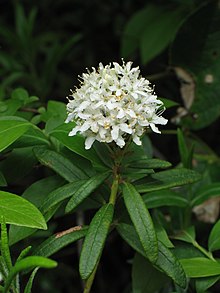 Rhododendron groenlandicum 2 RF.jpg