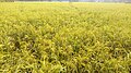 Rice Plants Chandpur.jpg