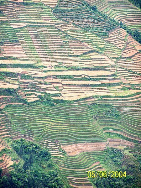 File:Rice Terrace - panoramio.jpg