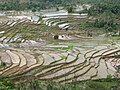 rice terraces, Indonesia