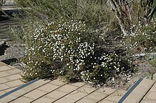 Habit in the Australian National Botanic Gardens Ricinocarpos bowmanii habit.jpg