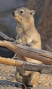 Hyrax des rochers (Procavia capensis) 2.jpg