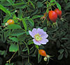 Rosa californica.jpg