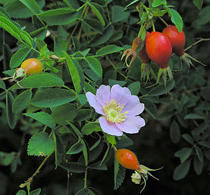 Rosa californica.jpg