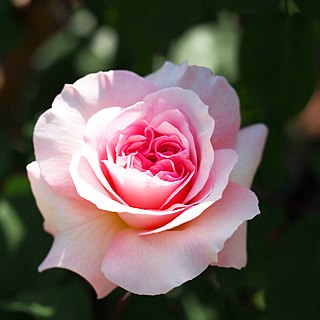 <i>Rosa</i> Queen of Sweden Pink shrub rose cultivar