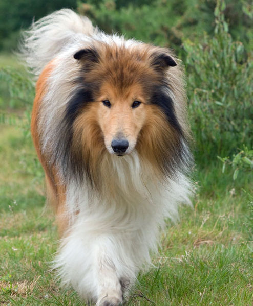 Rough Collie - Wikipedia