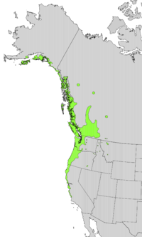 Natural distribution range. Salix sitchensis range map.png