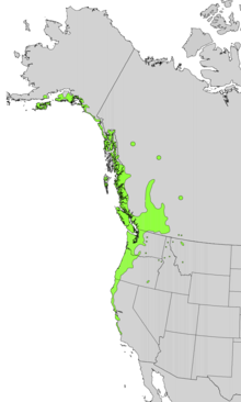 Útbreiðsla Salix sitchensis'