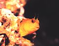 Thumbnail for Seaweed blenny