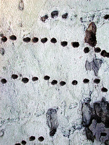 Holes drilled by a red-naped sapsucker in Platanus wrightii in Arizona, US Sapsucker holes.jpg