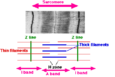 Sarcomere