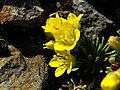 Saxifraga 'Petra'