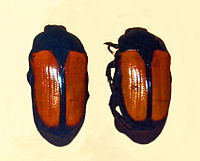 Gnathocera trivittata afzelii from Uganda