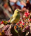 * Nomination Scarlet tanager in a flowering dogwood tree in Green-Wood Cemetery --Rhododendrites 12:16, 13 October 2021 (UTC) * Promotion  Support Good quality. --Commonists 12:28, 13 October 2021 (UTC)