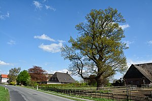 Schleswig-Holstein, Neuendeich, Naturdenkmal 35-01 NIK 2990.JPG