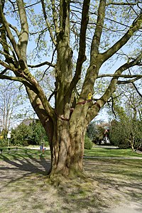 Schleswig-Holstein, Wedel, Naturdenkmal 07-06 NIK 2163.JPG