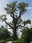 Schwarzpappel (Populus nigra)