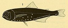 Scopelus subasper из Люткена 1892.jpg